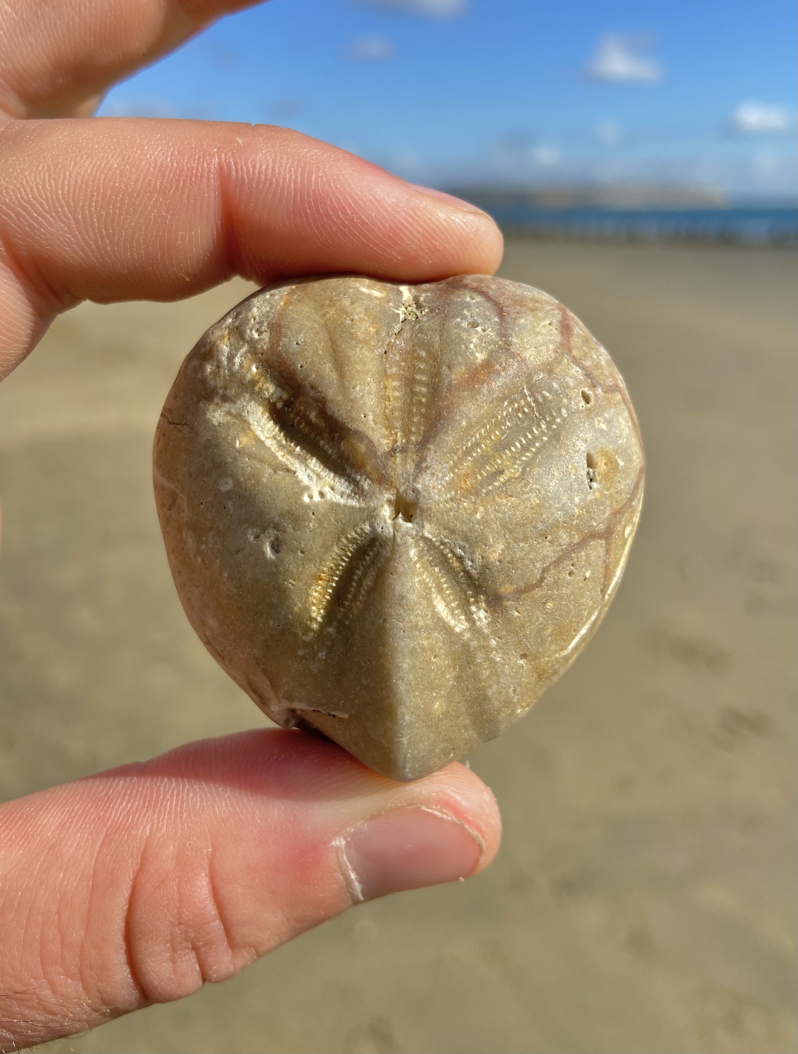 British fossils