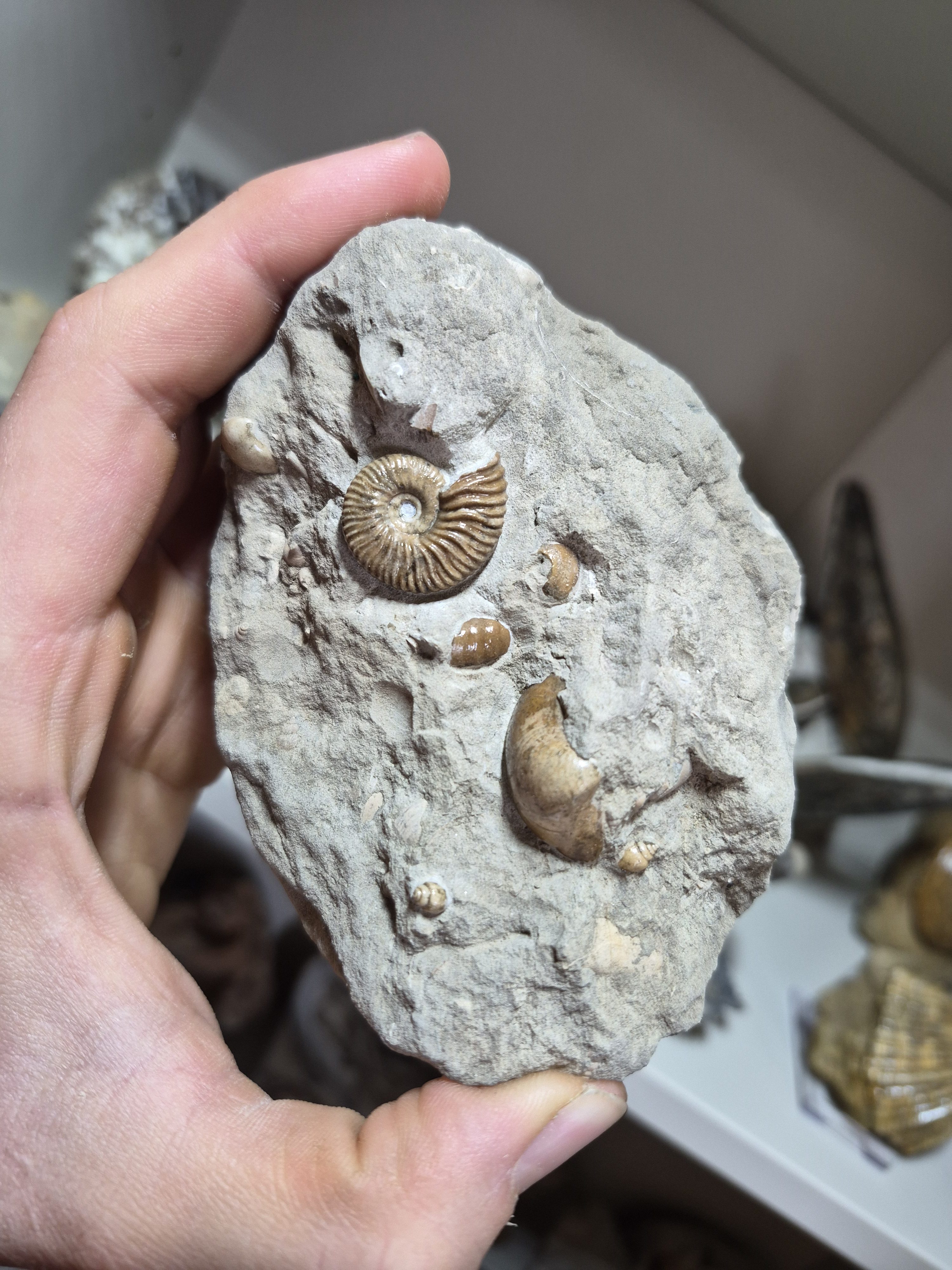 Fossils £100 and under
